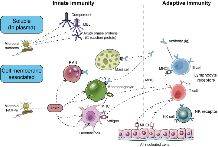 Immune Recognition And Receptors Creative Diagnostics 3339